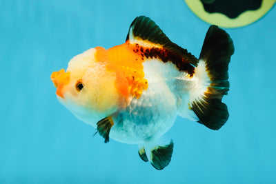 Pompom Tricolor Yuanbao Female 4 inches #050925YB_28