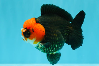 SUPER CUTE A Grade Pompom Red Head Tricolor Yuanbao Male 4.5-5 inches #031326YB_17