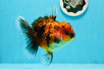 AAA Grade Ember Tiger Oranda Male 5-5.5 inches #1208OR_02