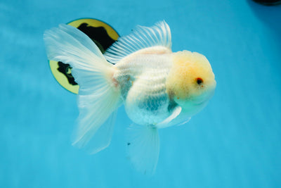 A Grade Snow White Oranda Male 5.5 inches #070425OR_16