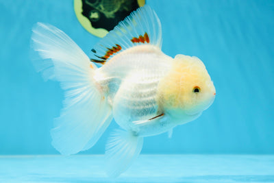 A Grade Snow Queen Oranda Female 6 inches #020725OR_17