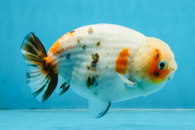 A Grade Calico LionKing 4.5-5 inches #121925LC_09