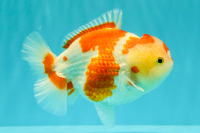 A Grade Red White Yuanbao Female 6 inches #101626YB_30