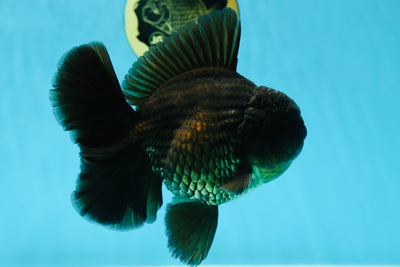 AAA Grade Young Godzilla Black Oranda Male 5.5 inches #050925OR_53