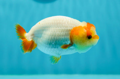 👶 Baby Chubby Red White Lionchu Female 3.5-4 inches #0209LC_14