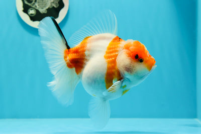 AAA Grade Young Godzilla Sakura Oranda Female 5.5 inches #0517OR_21