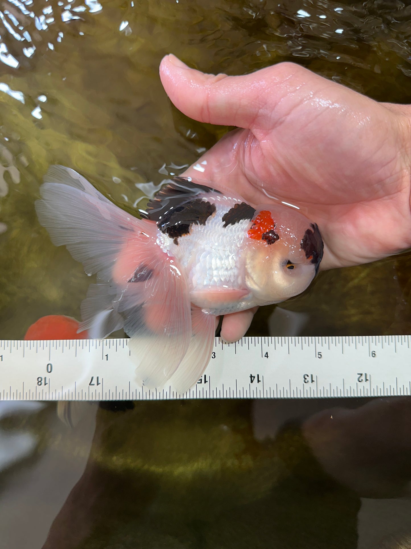 Tricolor Oranda Male 5 inches #052325OR_07