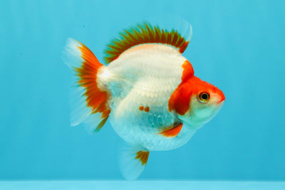 AAA Grade Red White Ryukin Female 4-4.5 inches #030626RK_15