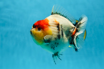 AAA Grade Godzilla Marble Yuanbao Female 5-5.5 inches #053025YB_01