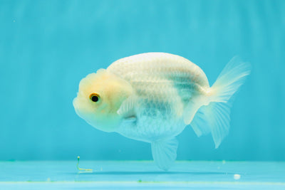 🐣 Baby Snow Ball Lionchu Female 3.5-4 inches #0322LC_06