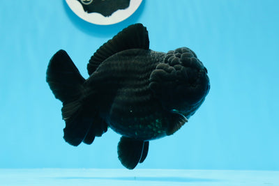 Figura de acción Godzilla Super Black Yuanbao macho de 5 pulgadas de grado AAA n.° 0719YB_15