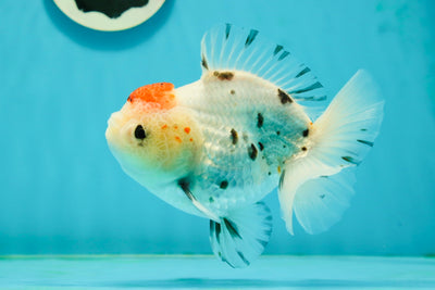 A Grade Tancho Tricolor Button Eyes Yuanbao Male 5 inches #112224YB_28