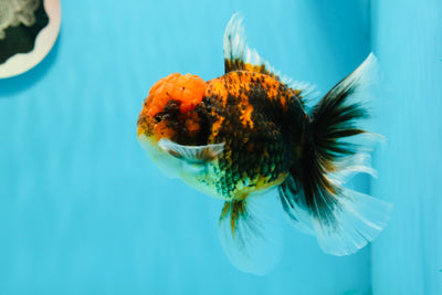 Oranda tigre macho de grado A de 5 pulgadas n.° 122223OR_11