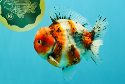 AAA Grade Marble Calico Yuanbao Male 6 inches #041726YB_18