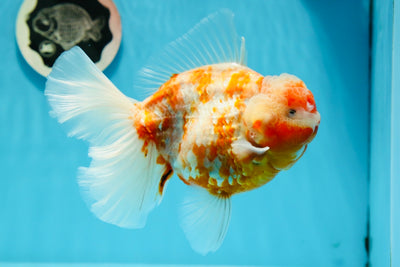 Godzilla Oranda macho de grado A de Sakura de 5,5 a 6 pulgadas n.° 1027OR_15