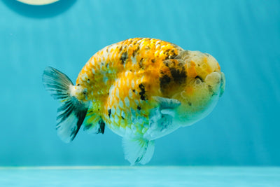 AAA Grade ⭐ Neon Tricolor Tiger LionKing 4.5 inches #0405LC_06