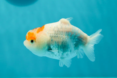 🐣 Baby Red White Sakura Shark Lionchu Female 3.5 inches #0322LC_05