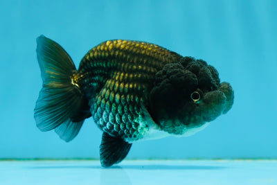 A Grade Black LionQueen 4 inches #0908LC_11