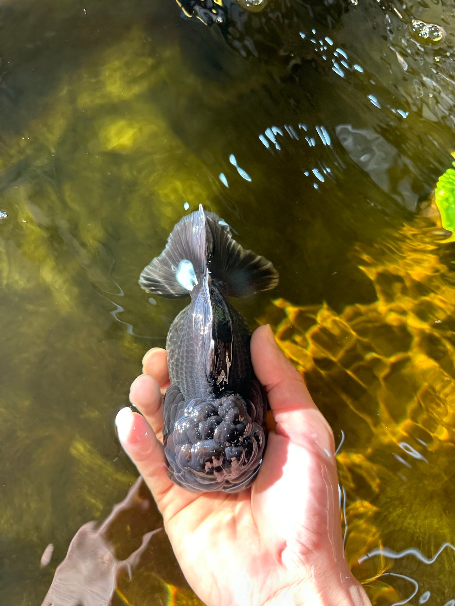 Kirin Yuanbao de cabeza grande de grado A, hembra, 5 pulgadas, n.° 0223YB_11