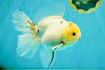 BEAUTY AAA Grade Sakura Oranda Male 6.5 inches #081426OR_03
