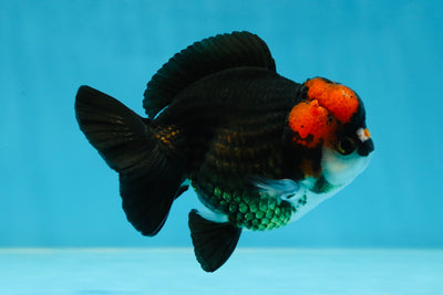 Pompom Tricolor Yuanbao Male 4 inches #060625YB_09