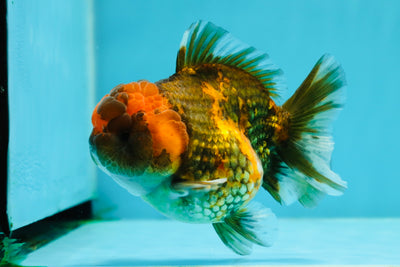 Femelle Yuanbao tigre doré de catégorie A 🐯 4-4,5 pouces #122923YB_09