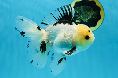 A Grade Lemonhead Button Eyes Oranda Male 5-5.5 inches #021425OR_17