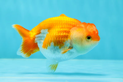 👶Baby Dolphin Red White Lionchu Male 3.5-4 inches #0209LC_29