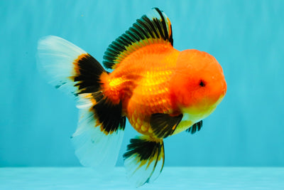 A Grade Apache Oranda Female 5 inches #100926OR_26