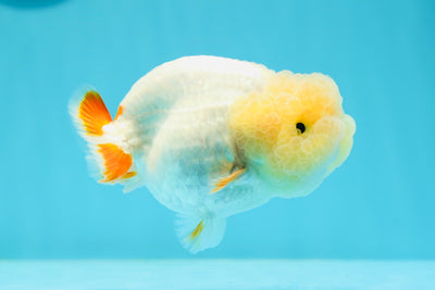 New ✨ A Grade Big Wen Lemonhead LionQueen 3.5-4 inches #0419LC_12