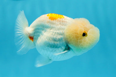 Red White LionChu 3.5-4 inches #1020LC_13