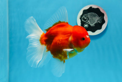 Cereza Sakura Oranda hembra de grado AAA de 5,5 pulgadas n.º 0726OR_17