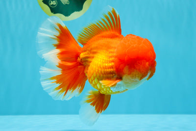 TOMATO AAA Grade Red White Oranda Male 6.5 inches #022026OR_05