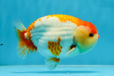 AAA Grade Cow Pattern in Red White LionKing 4-4.5 inches #032125LC_19