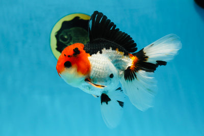 A Grade Tricolor Button Eyes Oranda Male 5 inches #030725OR_08