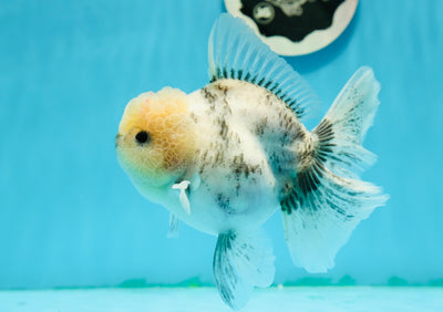 AAA Grade Marble Oranda Female 4.5-5 inches #1124OR_13