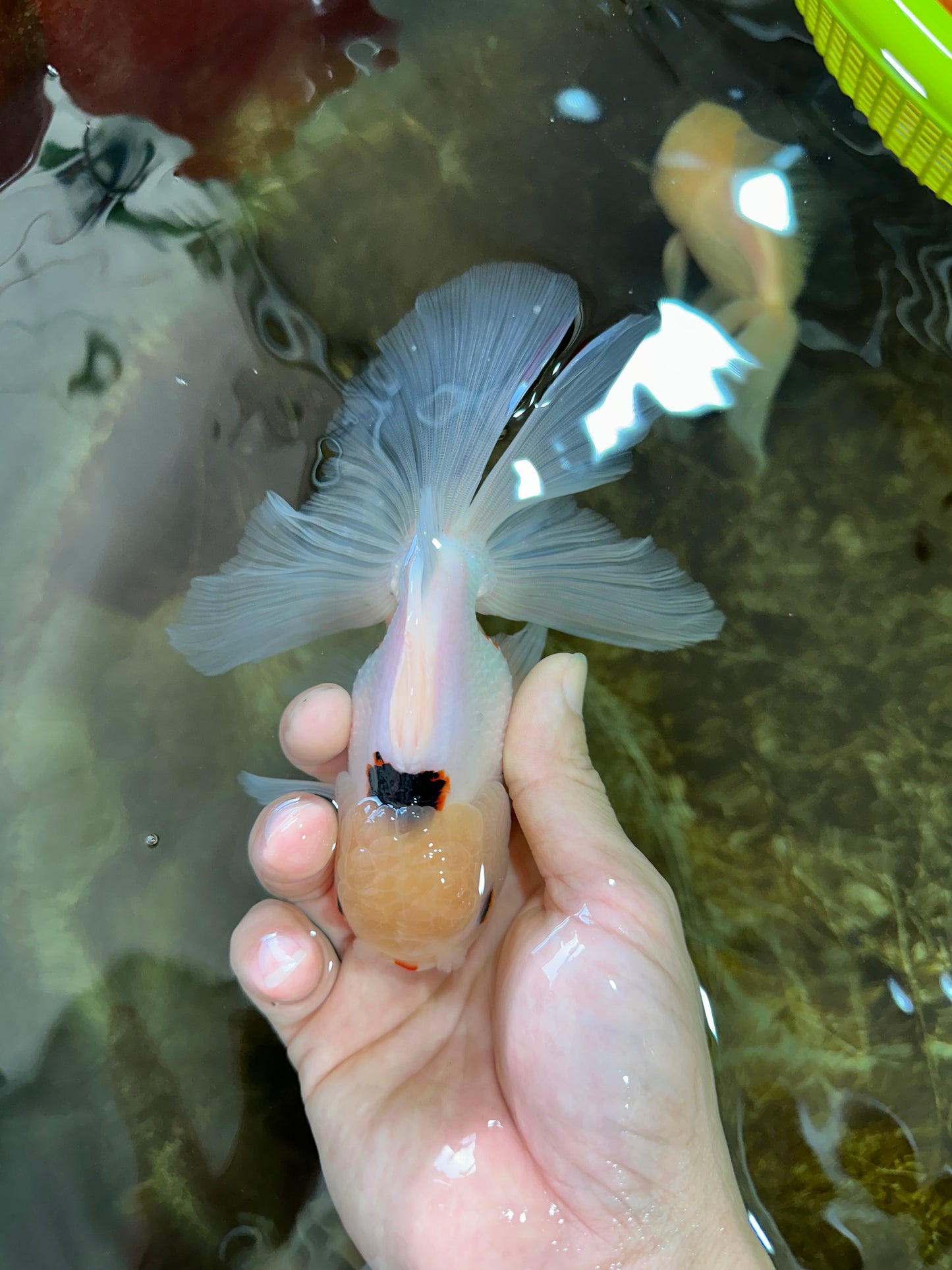 A Grade Tricolor Oranda Male 5.5 inches #070425OR_15