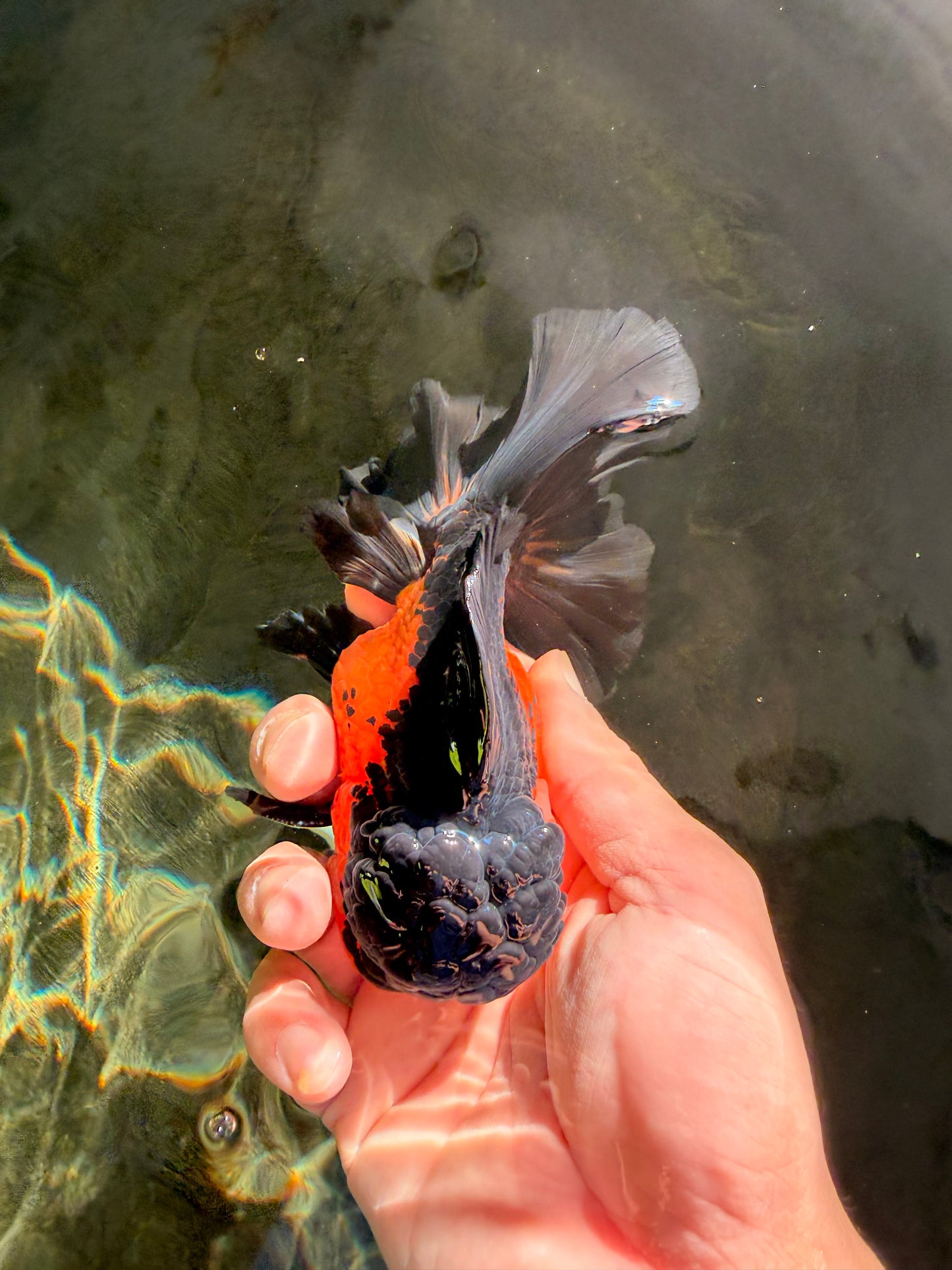 BATMAN Apache Oranda Male 5 inches #050826OR_03