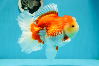 AAA Grade Sakura Super Fluffy Tail Oranda Male 5.5-6 inches #122922OR_06