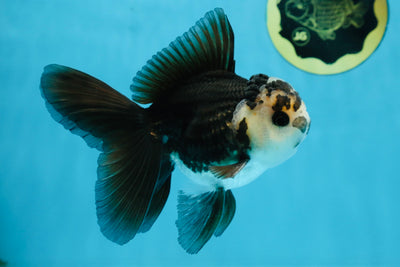 A Grade Panda Oranda Male 5 inches #100325OR_22