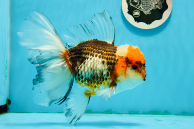 A Grade Super Fluffy Tail Tricolor Oranda Female 6.5 inches #1124OR_01