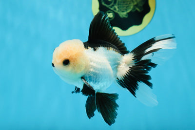 A Grade Panda Button Eyes Oranda Male 4.5 inches #013125OR_30