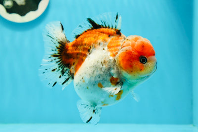 AAA Grade Tiger Calico Yuanbao Female 4.5 inches #0209YB_03