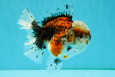 A Grade Calico Oranda Female 5.5 inches #050126OR_05
