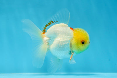 A Grade Lumi Lemonhead Oranda Male 4 inches #022125OR_17