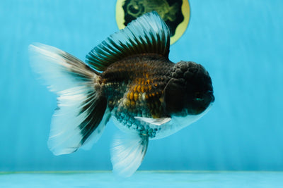 A Grade Black Oranda Male 5-5.5 inches #031425OR_15