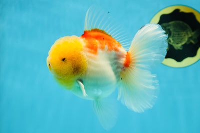 AAA Grade Sakura Oranda Male 4.5 inches #050925OR_52