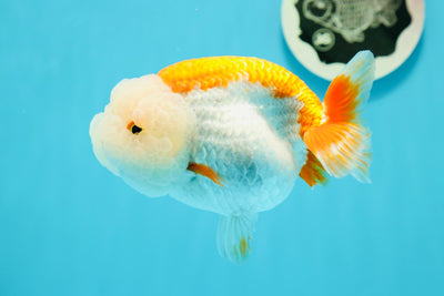 AAA Grade Mac And Cheese LionKing 4.5-5 inches #0517LC_16