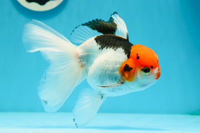 A Grade 🔴 Red Head Tricolor Oranda Male 5 inches #0105OR_14