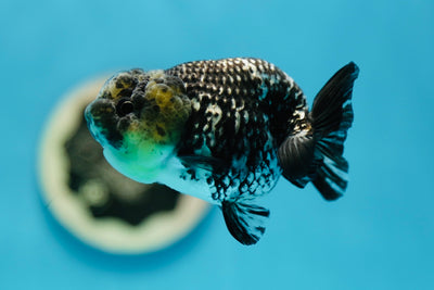 Rare Color White Tiger Lionchu Female 3.5 inches #0804LC_01